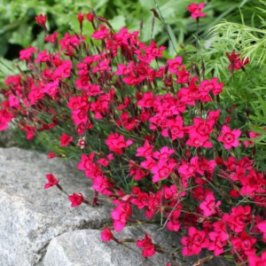 Гвоздика травянка "Brilliant Red" (Р9)