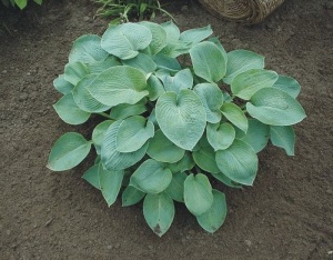 Хоста 'Buckshaw Blue'