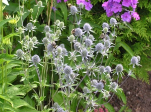 Синеголовник плосколистный 'Blauer Zwerg'