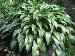Хоста ланцетолистная 'lancifolia'