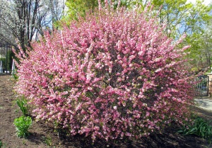 Миндаль трехлопастной 'Rosenmund' (20-25, Р9)