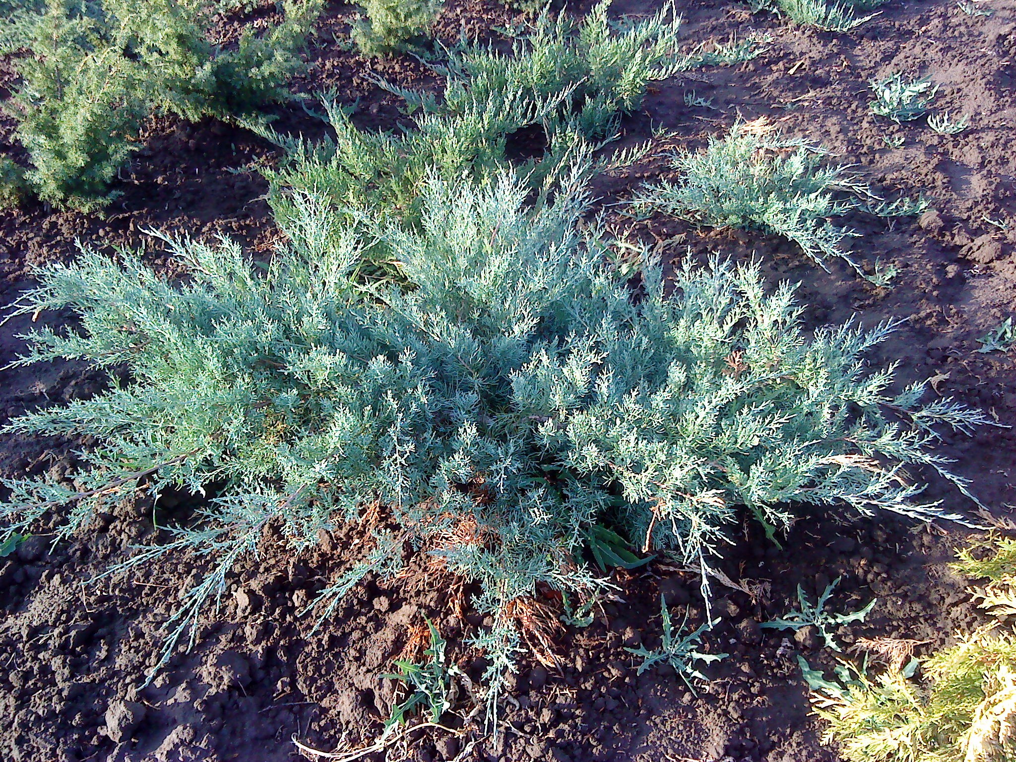 Можжевельник казацкий Glauca (С3)