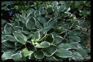 Хоста 'Green Gold'