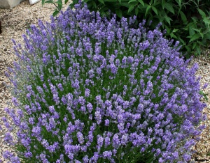 Лаванда узколистная 'Granny's Bouquet'