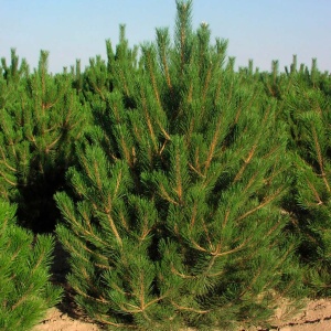 Сосна Черная Pinus nigra