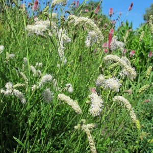 Кровохлебка белоцветковая 'Sanguisorba parviflora'