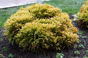Туя западная 'Golden Tuffet' (С3)