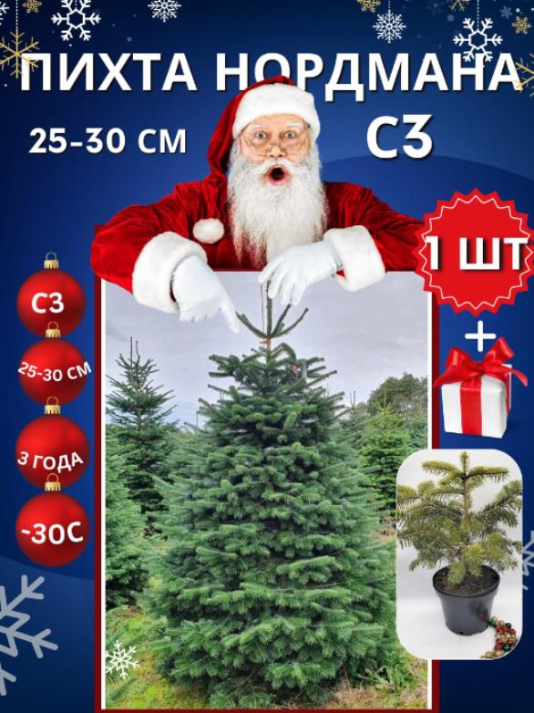 Живые хвойные растения по выгодным ценам на Wildberries! Живые хвойные растения по выгодным ценам на Wildberries!