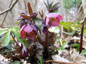 Морозник краснеющий 'Helléborus purpuráscens' (С3)