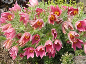 Прострел обыкновенный 'Vulgaris roze'