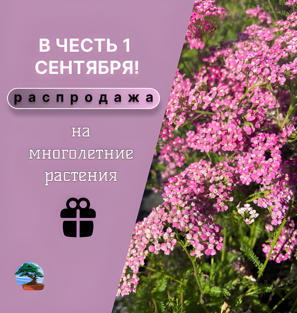 Распродажа многолетних цветов! Распродажа многолетних цветов!