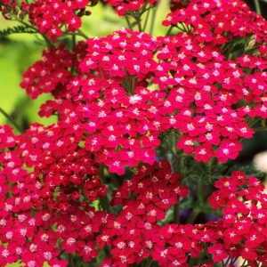 Тысячелистник обыкновенный 'Cassis' (С3)