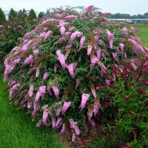 Буддлея Давида 'Pink Panther' (Р9)