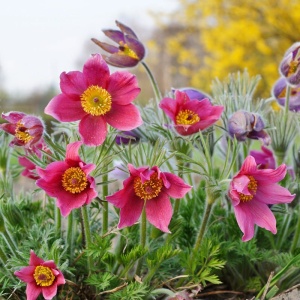 Прострел обыкновенный 'Rosen Glocke'