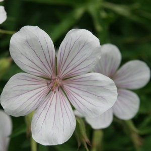 Герань Кларка 'Kashmir White'