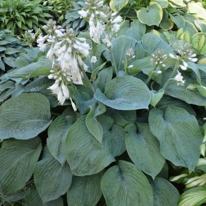 Хоста 'Bressingham Blue'
