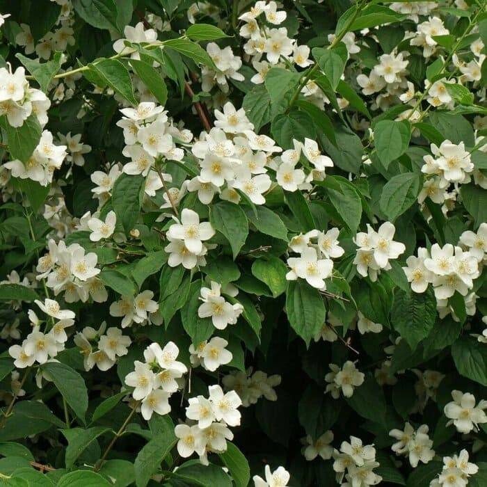 Чубушник венечный 'Mont Blanc' (100-125 см)