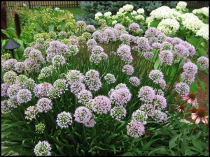Лук 'Summer Beauty'