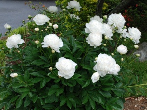 Пион 'White Sarah Bernhardt'
