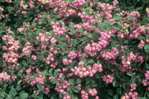 Снежноягодник доренбоза 'Magic Berry' (10-30 см, Р9)