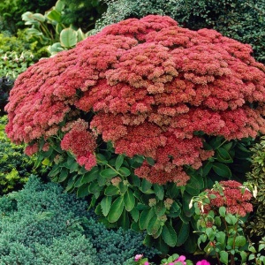 Очиток 'Autumn Joy'