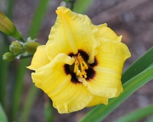 Лилейник 'Bumble Bee'