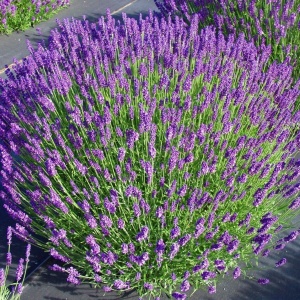 Лаванда узколистная 'Blue Scent'
