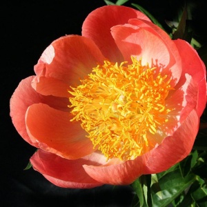 Пион молочноцветковый 'Coral'n gold' (С3)