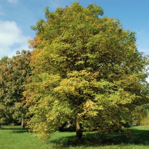 Ясень обыкновенный 'Fraxinus excelsior'