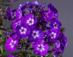 Флокс метельчатый 'Purple Flame'
