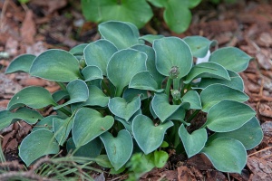 Хоста 'Blue Mouse Ears'