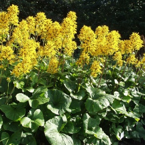 Бузульник Хессей 'Gregynog Gold' (С3)