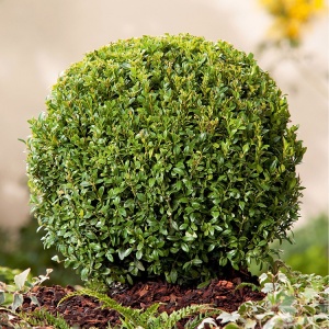Самшит вечнозеленый 'Evergreen' (С2)