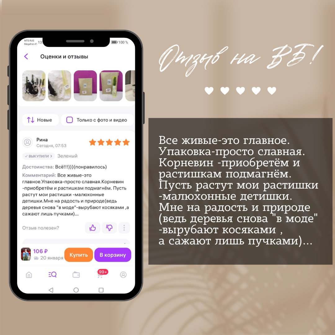 Отзыв о наших саженцах ели колючей Глаука Отзыв о наших саженцах ели колючей Глаука