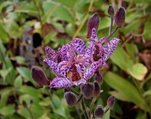 Трициртис прекрасный 'Purple Beauty'