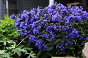 Медуница 'Blue Ensign'