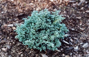 Кипарисовик горохоплодный 'Baby Blue'