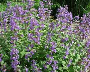 Котовник Фассена "Blue Wonder" (10-20 см, P9)