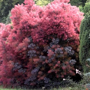 Скумпия кожевенная 'Royal Purple' (С3)