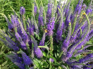 Вероника длиннолистная 'Blauriesin' (С3)