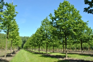 Липа крупнолистная 'Тilia platyphyllos' ГОСТ 
