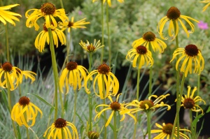 Эхинацея странная 'Echinacea' (С5)