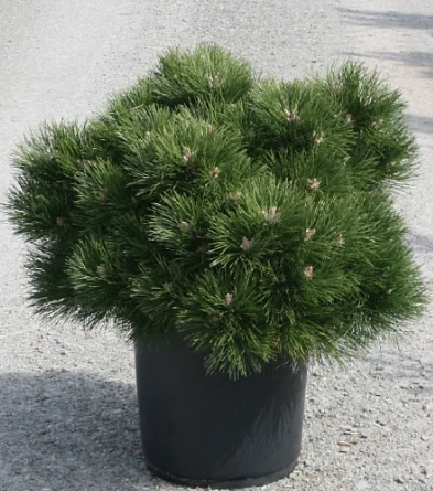 Сосна черная 'Hornibrookiana'