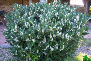 Лавровишня Rotundifolia (С3)
