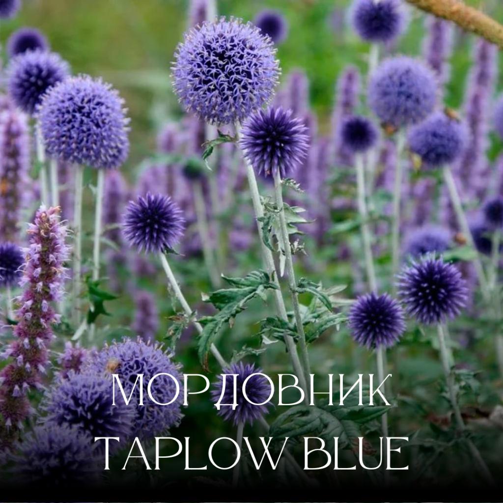 мородовник мородовник