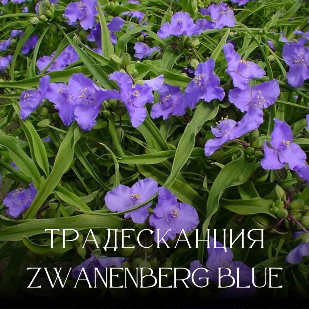 8.png 8.png