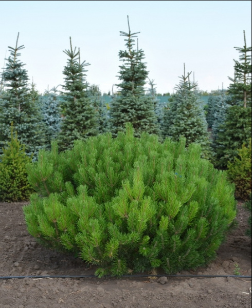 Сосна горная ф. древовидная, Pinus uncinata