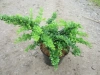 Барбарис тунберга 'Green Carpet'
