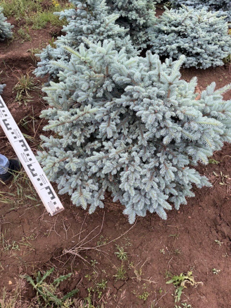 Ель колючая "Glauca Globosa"