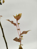 Голубика высокорослая 'Патриот'